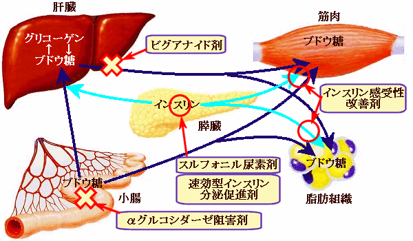 o~܂̍p_